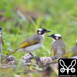 数十羽のシロガシラが捨てられた田芋に集まっていた。