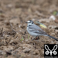 一番数が多いのはハクセキレイ。