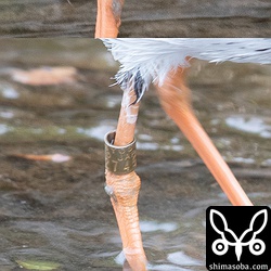 刻印は「KANKYOSYO TOKYO JAPAN 6A27456」でした。