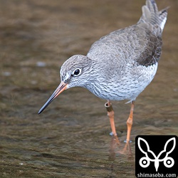 メタルリング付きのアカアシシギ。