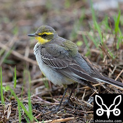 ツメナガセキレイ第1回冬羽。