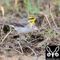 ツメナガセキレイ冬羽。