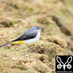 こちらは普通のキセキレイ。