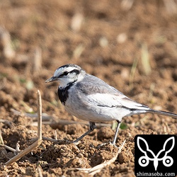 ハクセキレイ第1回冬羽。