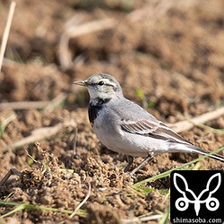 タイワンハクセキレイ第1回冬羽。