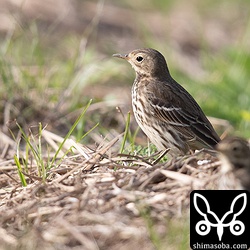 タヒバリはハクセキレイの群れの近くにいました。