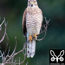 サシバのメス成鳥。