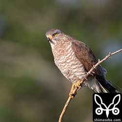 こちらもサシバのメス成鳥。同ポイントの暗色型サシバは一瞬姿を見せただけで林内に入ってしまいました。