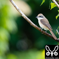 シマアカモズのメス。集落内の小さな空き地にいた。