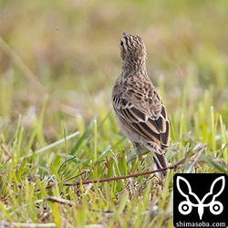 コマミだったら嬉しいなーと後ろ姿も撮るのですが、コマミの要素は一切なく見事なマミジロタヒバリでした。^^;