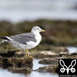 本土ではごく普通のウミネコも沖縄では稀な冬鳥です。
