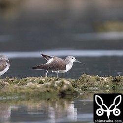 同海岸で目立つアオアシシギも数を減らしていた。