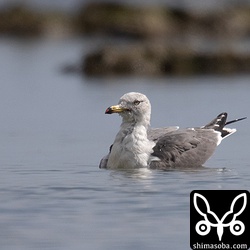 カモを見ていると潮溜りでウミネコが水浴びを始めた。