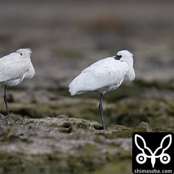 クロツラヘラサギは3羽が休んでした。