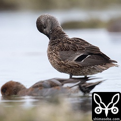 この海岸に群れているコガモでもヒドリガモでもオナガガモでもないしなんだろう。オカヨシガモにしては首が短いなーと思いながらとりあえず撮影。自宅で図鑑と見比べてやっとヨシガモと分かりました。