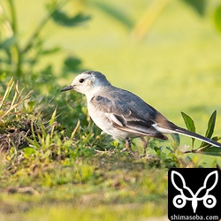 ホオジロハクセキレイのメス冬羽でいいのかな。