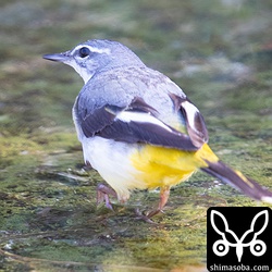 後ろから見てみると三列風切の白い部分が見えているだけのようです。