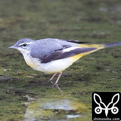 白い部分が目立つキセキレイ。部分白化ではなさそう。