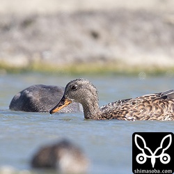 オカヨシガモのメス。上のオスと行動を共にしていたが、こちらはまだ非生殖羽。