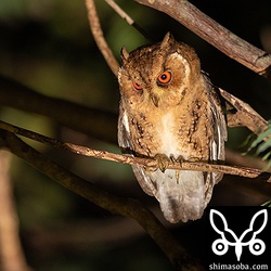 リュウキュウオオコノハズクは4羽を確認。時間帯が悪かったのでこんなものでしょう。