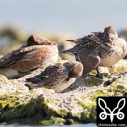 左からヒドリガモ、コガモ、オカヨシガモ。オカヨシガモは右の翼が下がっているけど、怪我でもしているのか?