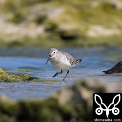 ハマシギは数羽が水浴びをしていた。