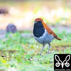 車中泊のセットを充実させたら寝心地が良すぎて10時ごろまで眠ってしまった。^^; トイレに行ったらホントウアカヒゲのオス成鳥が出迎えてくれました。