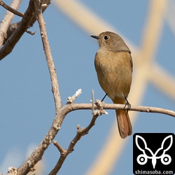 遠くてなかなか足が向かない沖縄本島最北端まで久しぶりに出向いたのに成果はジョウビタキのメスだけ…。