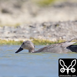 オカヨシガモのオス。すっかり生殖羽になっている。