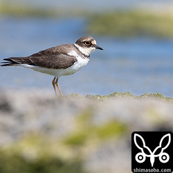 目の前までやってきたコチドリ。