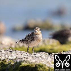 ムナグロは海岸の広範囲にいた。