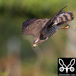 刈り取りが終わったサトウキビ畑に獲物を見つけ急降下するサシバ。