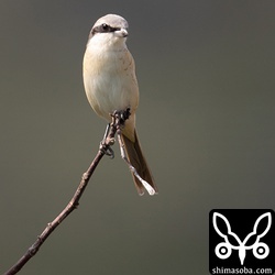 シマアカモズの成鳥メス。今冬、一瞬見えることは何度かあったのですが、警戒心が強くてシマアカモズなのかそうじゃないのか分からなかった個体。やっと写真が撮れるようなところに出てきてくれた。