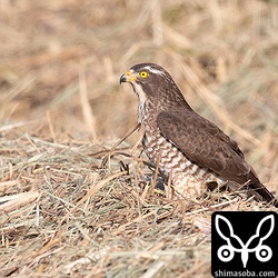 獲物に逃げられたようで呆然としています。