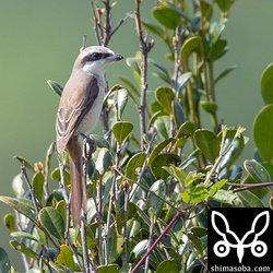 獲物を捕まえると茂みの中に一直線。食い終わると見晴らしの良い場所に出てきて再び獲物探し。