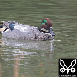 オスのヨシガモはすぐ近くまで来て美しい姿を見せてくれた。