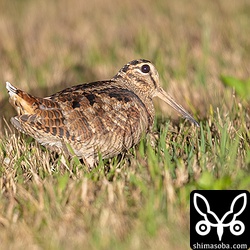 少し右側の光が強かったようで、ヤマシギの後方左側に影がきつく出てしまいました。^^;