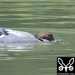 ヨシガモは頭を水に突っ込んでは水中の水草を食っていた。