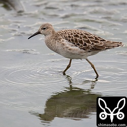 エリマキシギのメス第1回冬羽。