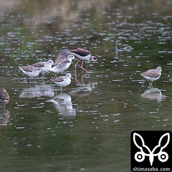 アオアシシギ、セイタカシギともに20羽前後いた。