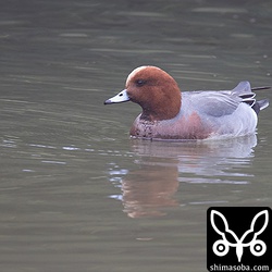 ヒドリガモのオス。