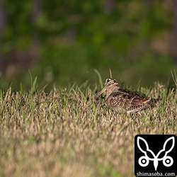 芝生や草むらで合計3羽のヤマシギが確認できました。
