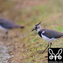 幼鳥。冠羽も短く顔は褐色。褐色の羽縁部はほとんど擦り切れています。