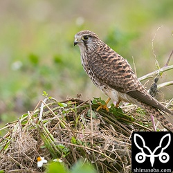 獲物を食い終わったろころのようで嘴に血糊が付いていた。
