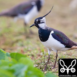 成鳥オス。冬羽から夏羽へ移行中。
