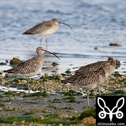 沖縄でまとまってダイシャクシギが見られるのは泡瀬干潟ぐらいかな。