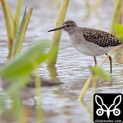数はまだ少ないですが、タカブシギも渡りの途中で立ち寄っているようです。