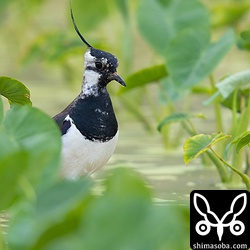 水中や畦で足を高速で震わせ土中の虫を追い出して捕まえていた。