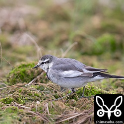 ハクセキレイは様々な換羽の個体がおり、バリエーションに富んでいた。
