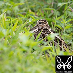 草むらでじっとしている個体もいくつか認められました。